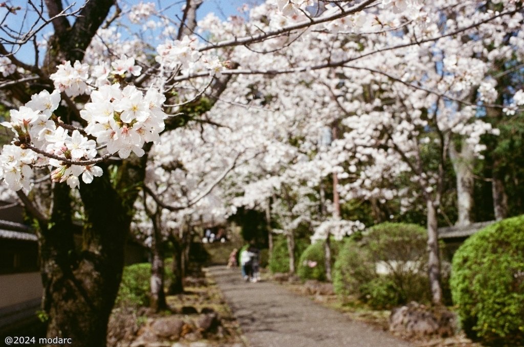 Now it's too late, but the cherry blossoms of 2024.