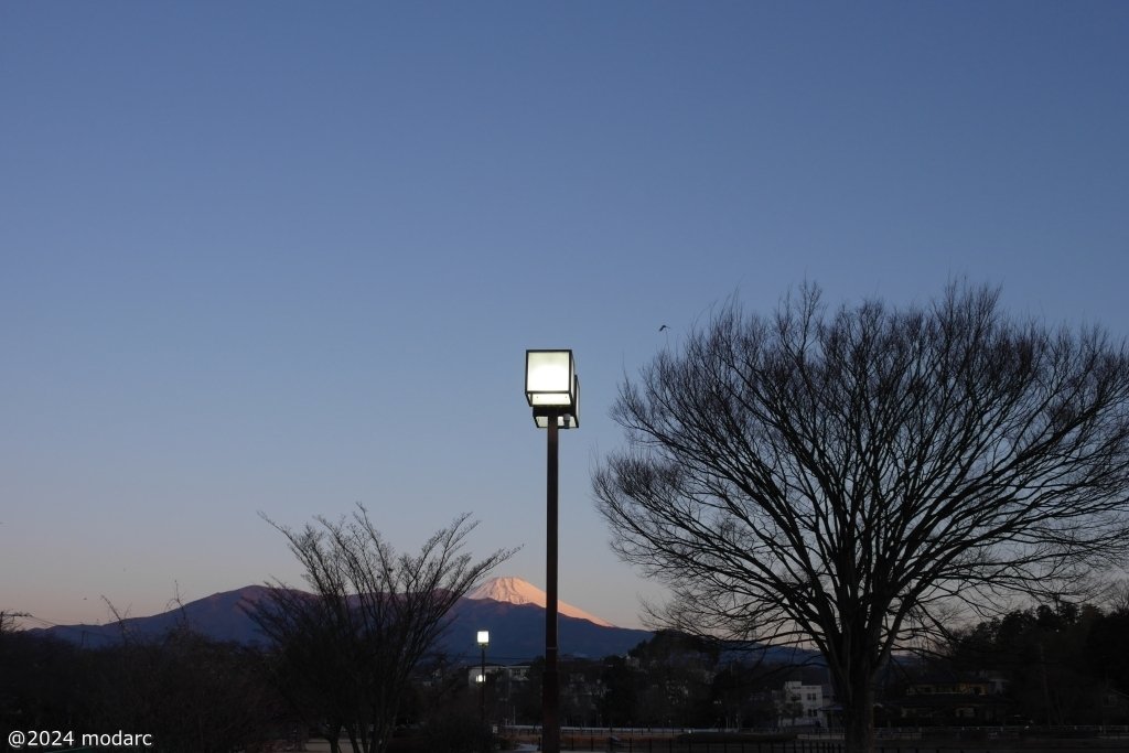 Street lamps (and small Red Fuji)