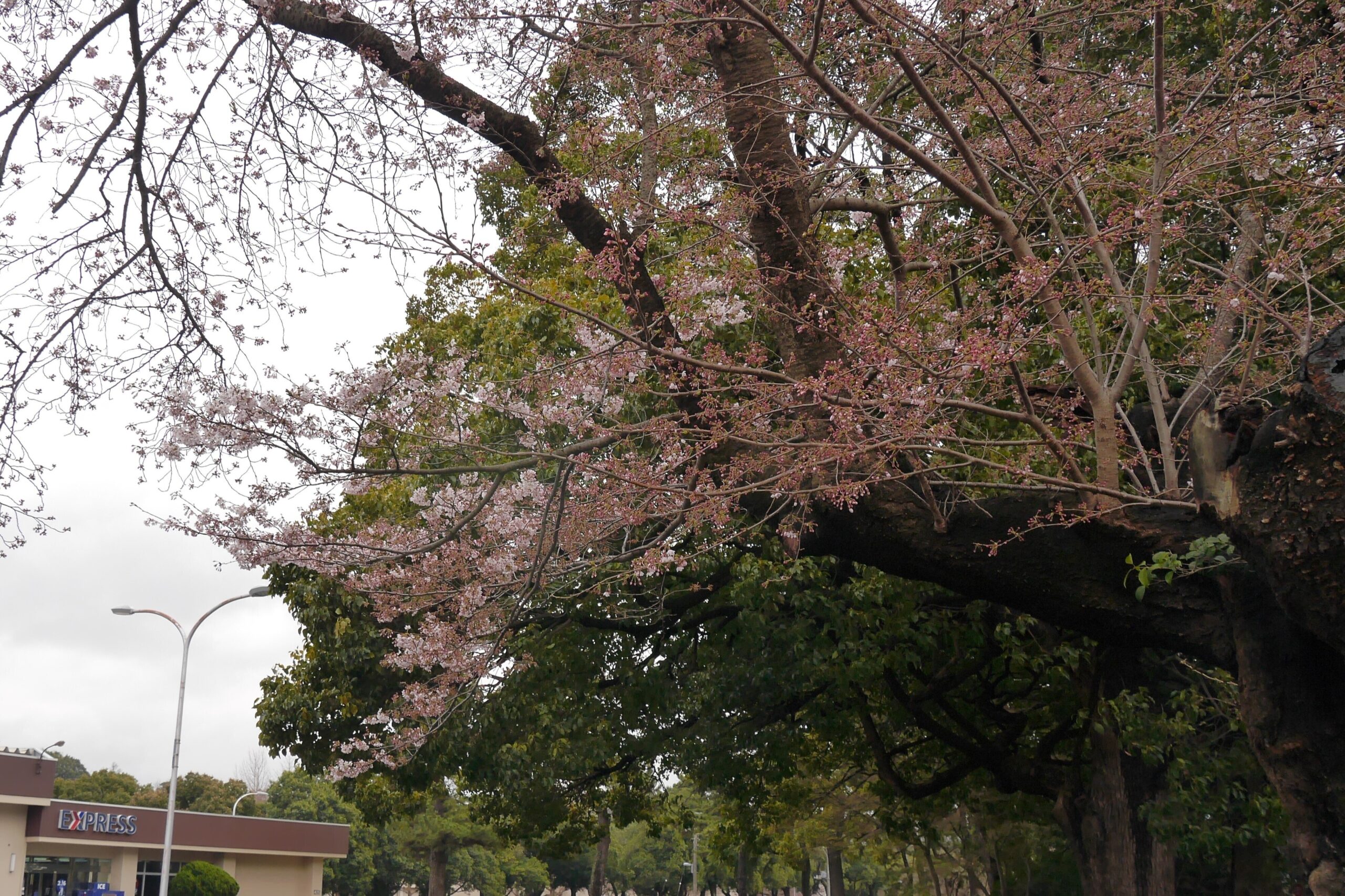 Are they blooming this year?