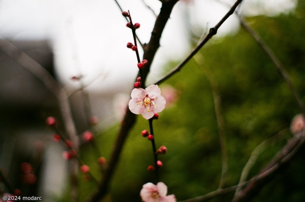 I'll get picture of the plum blossoms up before the cherry blossoms start blooming.