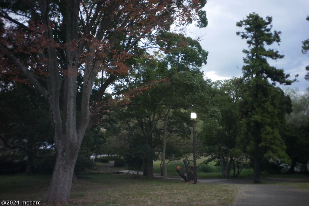 Park at dawn.