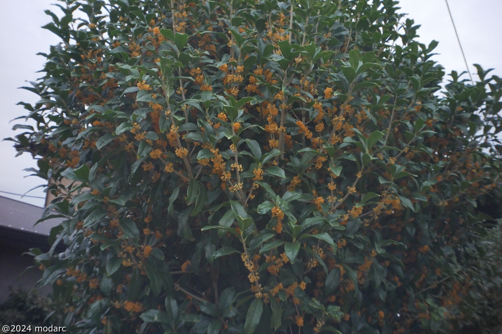 Fragrant olive in 2024